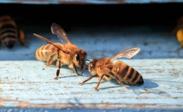 Wielkopolskie pasieki otrzymują wsparcie: 2 mln zł na pokarm dla pszczół
