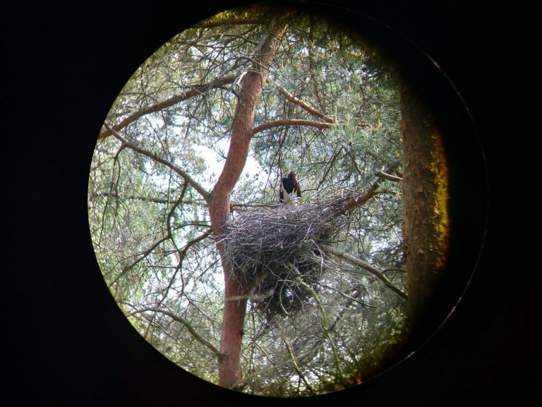 Leśnicy i ornitolodzy uratowali gniazdo bociana czarnego!