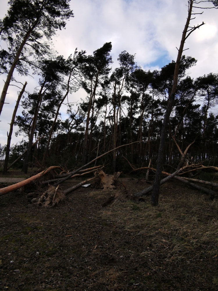 30 interwencji straży, powalone drzewa w Golinie, Wilków bez prądu