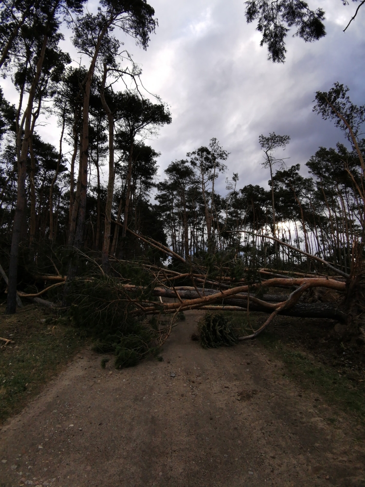 30 interwencji straży, powalone drzewa w Golinie, Wilków bez prądu