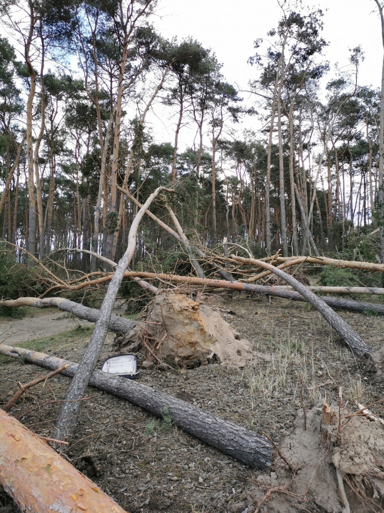 34 interwencje straży, powalone drzewa w Golinie, Wilków bez prądu